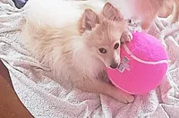 Buck, a male Pomeranian for sale in Seneca Falls, NY – Photo 2 of 3