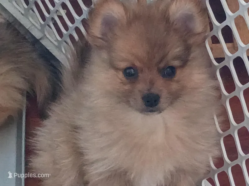 Emma, a female Pomeranian for sale in Seneca Falls, NY – Photo 1 of 1