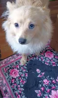 Bo, a male Pomeranian for sale in Phelps, NY – 5 of 6