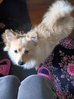 Bo, a male Pomeranian for sale in Phelps, NY – 4 of 6