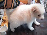 Bella, a female Pomeranian for sale in Phelps, NY – 2 of 4