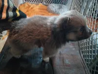 Siri, a female Pomeranian for sale in Phelps, NY – 2 of 3