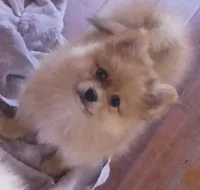 Coco, a female Pomeranian for sale in Phelps, NY – 1 of 6