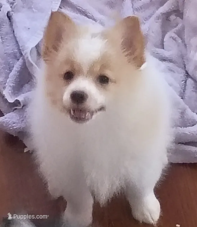 Bella – Pomeranian puppy for sale in Phelps, NY