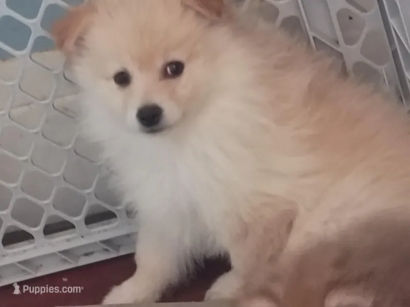 Buck, a male Pomeranian for sale in Seneca Falls, NY – Photo 1 of 1