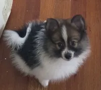 Bandit, a male Pomeranian for sale in Phelps, NY – 5 of 6