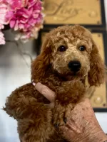 AKC CH Truffle, a male Poodle - Miniature  for sale in Gilbert, AZ – 2 of 4