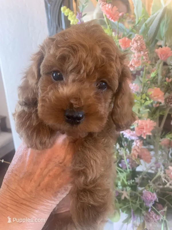 AKC CH Clover – Poodle - Toy , Poodle - Miniature  puppy for sale in Gilbert, AZ