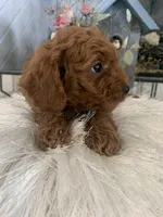 AKC CH Clover, a male Poodle - Toy  and Poodle - Miniature  for sale in Gilbert, AZ – 3 of 5