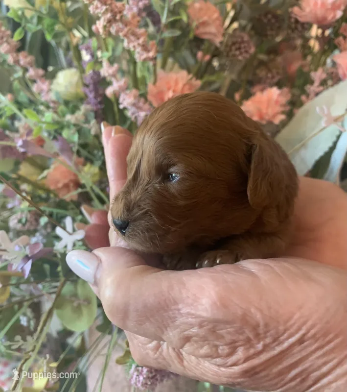 AKC CH Clover – Poodle - Miniature  puppy for sale in Gilbert, AZ