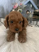 AKC CH Clover, a male Poodle - Toy  and Poodle - Miniature  for sale in Gilbert, AZ – 2 of 5