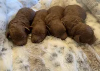 AKC CH Clover, a male Poodle - Miniature  for sale in Gilbert, AZ – Photo 2 of 2