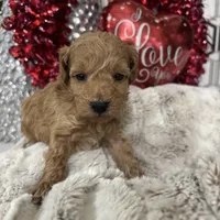 Truffle, a male Poodle - Miniature  for sale in Gilbert, AZ – Photo 2 of 4