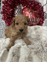 Truffle, a male Poodle - Toy  for sale in Gilbert, AZ – Photo 1 of 3