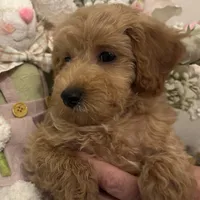 Truffle, a male Poodle - Miniature  for sale in Gilbert, AZ – Photo 1 of 4