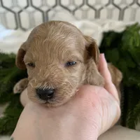 Truffle, a male Poodle - Miniature  for sale in Gilbert, AZ – Photo 3 of 4