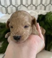 Truffle, a male Poodle - Toy  for sale in Gilbert, AZ – Photo 2 of 3