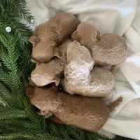 Truffle, a male Poodle - Miniature  for sale in Gilbert, AZ – Photo 4 of 4