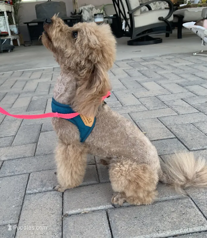 AKC CH Thunder Blaze – Poodle - Toy  puppy for sale in Gilbert, AZ