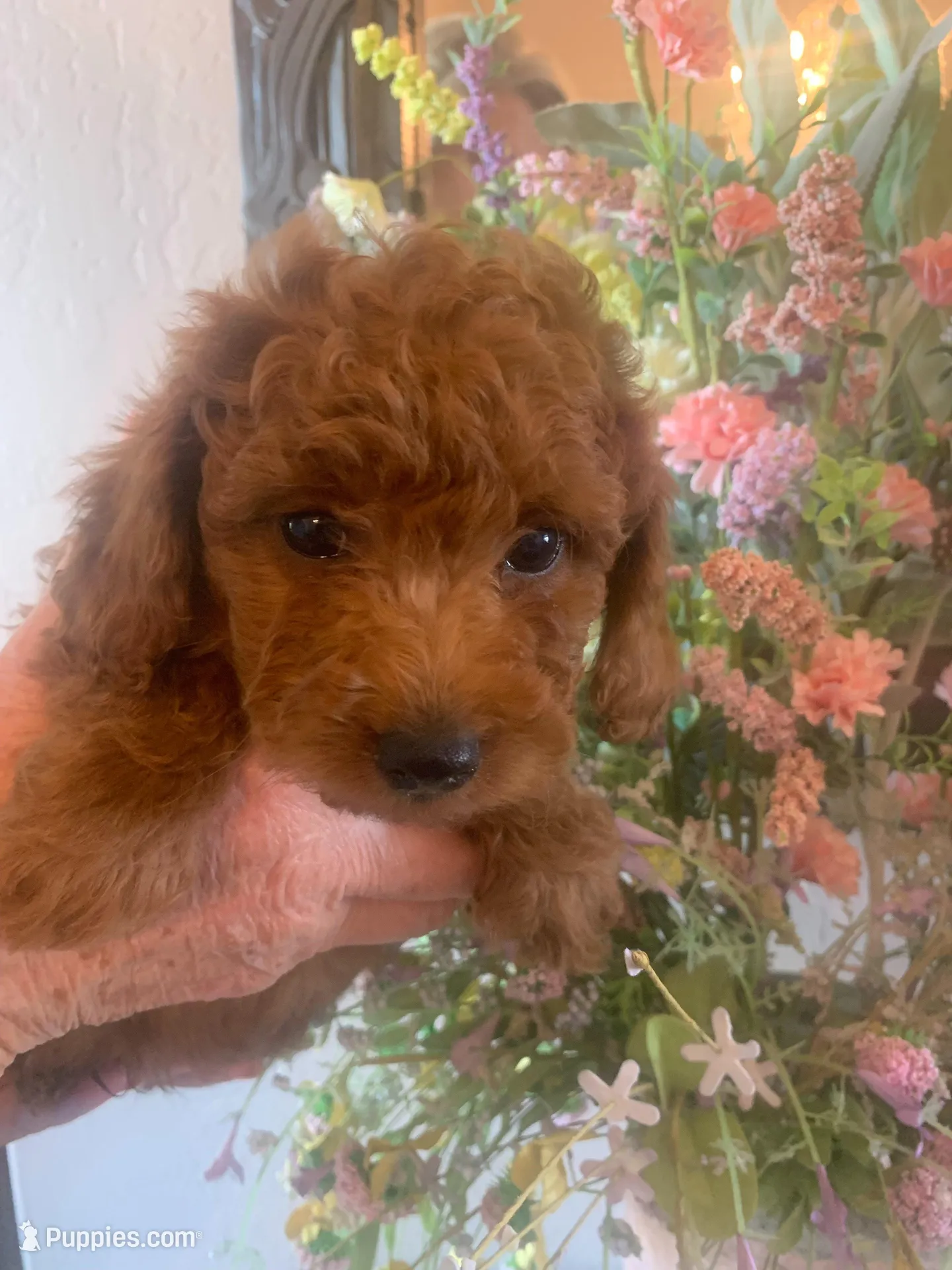 AKC CH Willow, a male Poodle - Toy  and Poodle - Miniature  for sale in Gilbert, AZ – 1 of 6