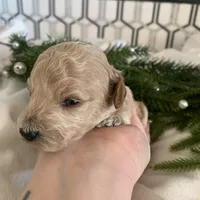 Latte, a female Poodle - Toy  for sale in Gilbert, AZ – Photo 3 of 4