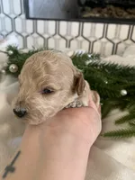 Latte, a female Poodle - Toy  for sale in Gilbert, AZ – Photo 2 of 3