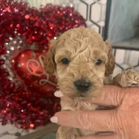 Latte, a female Poodle - Toy  for sale in Gilbert, AZ – Photo 2 of 4