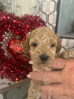 Latte, a female Poodle - Toy  for sale in Gilbert, AZ – Photo 1 of 3