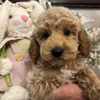 Latte, a female Poodle - Toy  for sale in Gilbert, AZ – Photo 1 of 4