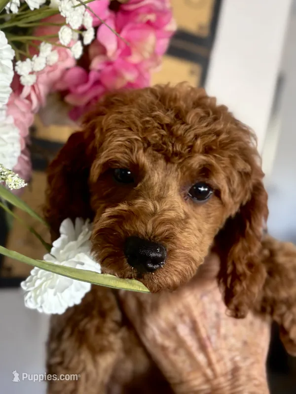 AKC CH Willow – Poodle - Toy , Poodle - Miniature  puppy for sale in Gilbert, AZ