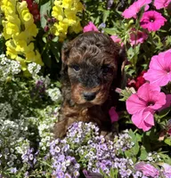 AKC CH Mystery, a male Poodle - Miniature  for sale in Gilbert, AZ – Photo 5 of 6