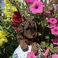 AKC CH Mystery, a male Poodle - Miniature  for sale in Gilbert, AZ – Photo 6 of 6