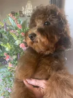 AKC CH Mystery, a male Poodle - Miniature  for sale in Gilbert, AZ – Photo 2 of 6