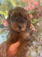 AKC CH Mystery, a male Poodle - Miniature  for sale in Gilbert, AZ – Photo 3 of 6