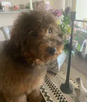 AKC CH Mystery, a male Poodle - Miniature  for sale in Gilbert, AZ – Photo 1 of 6