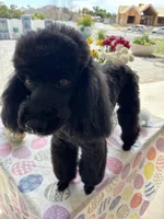 Paris, a female Poodle - Miniature  for sale in Gilbert, AZ – Photo 2 of 6