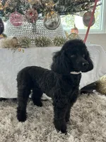 Paris, a female Poodle - Miniature  for sale in Gilbert, AZ – Photo 4 of 6