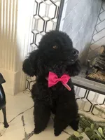 Paris, a female Poodle - Miniature  for sale in Gilbert, AZ – Photo 5 of 6