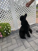 Paris, a female Poodle - Miniature  for sale in Gilbert, AZ – Photo 6 of 6