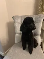 Paris, a female Poodle - Miniature  for sale in Gilbert, AZ – Photo 3 of 6