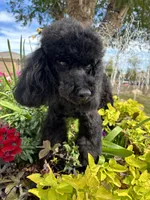 Paris, a female Poodle - Miniature  for sale in Gilbert, AZ – Photo 1 of 6