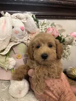 AKC CH Truffle, a male Poodle - Toy  and Poodle - Miniature  for sale in Gilbert, AZ – 3 of 5