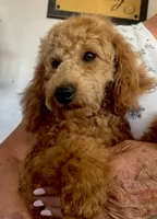 AKC CH Truffle, a male Poodle - Miniature  for sale in Gilbert, AZ – 3 of 4
