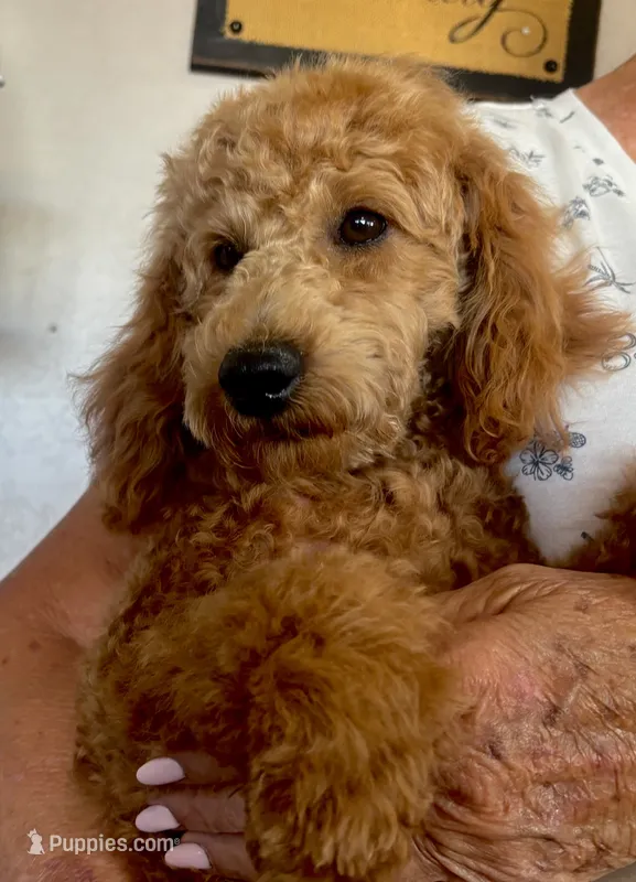 AKC CH Truffle – Poodle - Miniature  puppy for sale in Gilbert, AZ