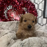 Tootsie, a female Poodle - Toy  for sale in Gilbert, AZ – Photo 2 of 4