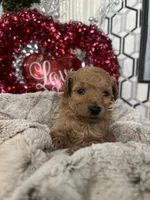 Tootsie, a female Poodle - Toy  for sale in Gilbert, AZ – Photo 1 of 3