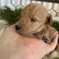Tootsie, a female Poodle - Toy  for sale in Gilbert, AZ – Photo 3 of 4