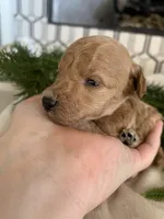 Tootsie, a female Poodle - Toy  for sale in Gilbert, AZ – Photo 2 of 3