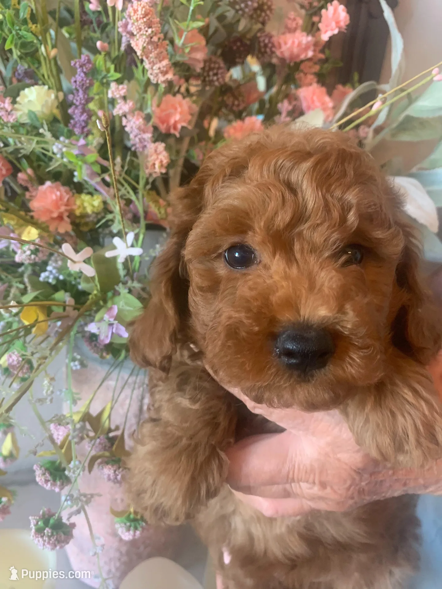 AKC CH Sage, a male Poodle - Toy  and Poodle - Miniature  for sale in Gilbert, AZ – 2 of 6