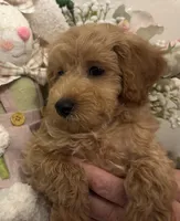 AKC CH Truffle, a male Poodle - Toy  and Poodle - Miniature  for sale in Gilbert, AZ – 2 of 5
